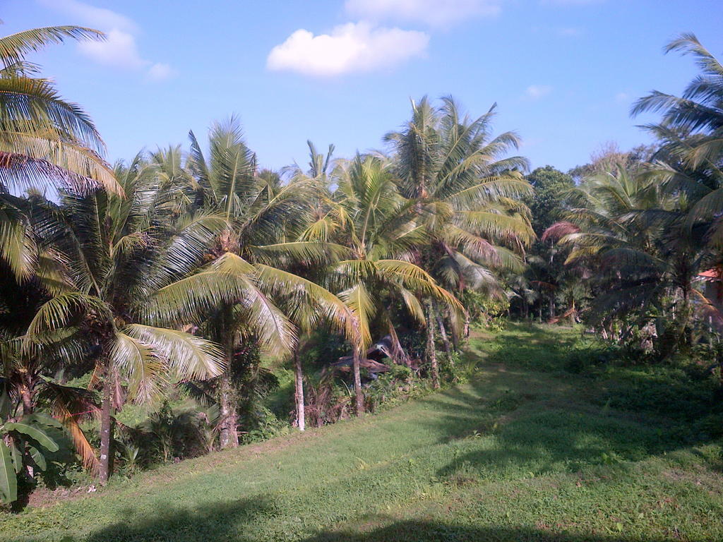 Hôtel Dewa House Bisma à Ubud Extérieur photo