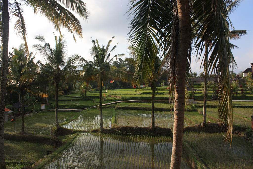 Hôtel Dewa House Bisma à Ubud Extérieur photo